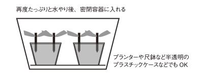 【ガーデニングQ&A】アメリカノリノキ 'アナベル' の挿し木の方法を詳しく教えて！（サムネイル画像3）