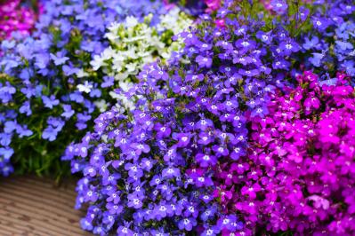チューリップのあと、すぐ植えよう。初夏〜夏まで長く咲く一年草8選【ジニア・マリーゴールドほか】（サムネイル画像15）