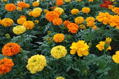 チューリップのあと、すぐ植えよう。初夏〜夏まで長く咲く一年草8選【ジニア・マリーゴールドほか】（サムネイル画像13）