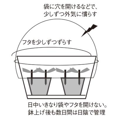 【ガーデニングQ&A】アメリカノリノキ 'アナベル' の挿し木の方法を詳しく教えて！（サムネイル画像5）