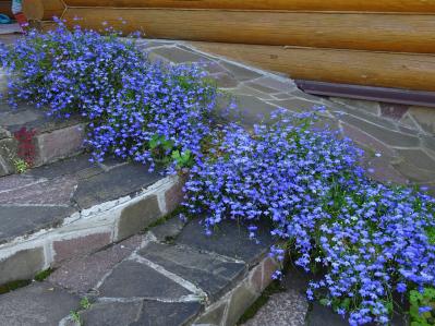 チューリップのあと、すぐ植えよう。初夏〜夏まで長く咲く一年草8選【ジニア・マリーゴールドほか】（サムネイル画像3）