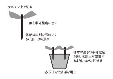 【ガーデニングQ&A】アメリカノリノキ 'アナベル' の挿し木の方法を詳しく教えて！（サムネイル画像2）