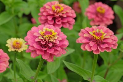 チューリップのあと、すぐ植えよう。初夏〜夏まで長く咲く一年草8選【ジニア・マリーゴールドほか】（サムネイル画像20）