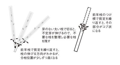 【ガーデニングQ&A】サルスベリの幹、枝はどの位置で剪定すればよい？ 適期は？（サムネイル画像3）