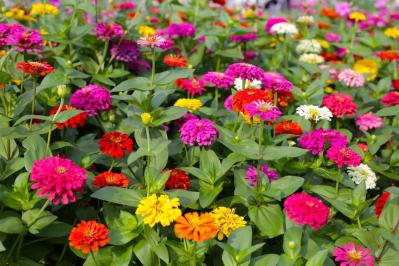 チューリップのあと、すぐ植えよう。初夏〜夏まで長く咲く一年草8選【ジニア・マリーゴールドほか】