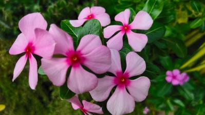チューリップのあと、すぐ植えよう。初夏〜夏まで長く咲く一年草8選【ジニア・マリーゴールドほか】（サムネイル画像7）
