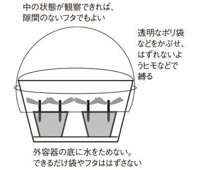 【ガーデニングQ&A】アメリカノリノキ 'アナベル' の挿し木の方法を詳しく教えて！（サムネイル画像4）