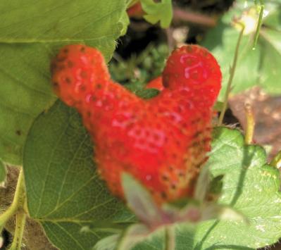 庭・散歩・旅先で出会った花をパチリ。読者モデルの「撮ってよかった」花写真とエピソード（サムネイル画像9）