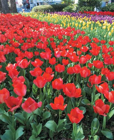 庭・散歩・旅先で出会った花をパチリ。読者モデルの「撮ってよかった」花写真とエピソード（サムネイル画像14）