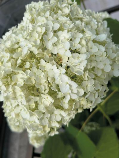 庭・散歩・旅先で出会った花をパチリ。読者モデルの「撮ってよかった」花写真とエピソード（サムネイル画像7）
