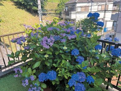庭・散歩・旅先で出会った花をパチリ。読者モデルの「撮ってよかった」花写真とエピソード（サムネイル画像8）