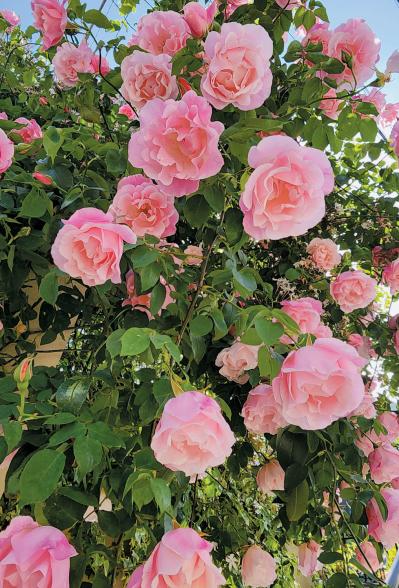 庭・散歩・旅先で出会った花をパチリ。読者モデルの「撮ってよかった」花写真とエピソード（サムネイル画像20）