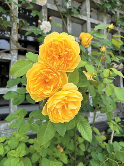 庭・散歩・旅先で出会った花をパチリ。読者モデルの「撮ってよかった」花写真とエピソード（サムネイル画像11）
