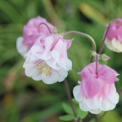 庭・散歩・旅先で出会った花をパチリ。読者モデルの「撮ってよかった」花写真とエピソード（サムネイル画像21）