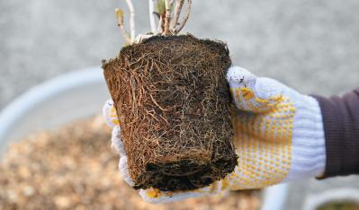 次の開花に差が出る！【鉢植えのヤマアジサイ】の植えかえのタイミングは？手順を詳しく解説（サムネイル画像13）