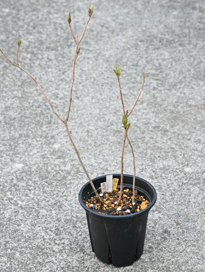 次の開花に差が出る！【鉢植えのヤマアジサイ】の植えかえのタイミングは？手順を詳しく解説（サムネイル画像25）