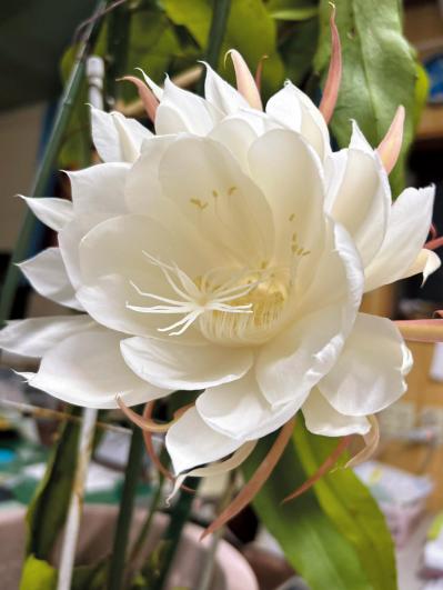 読者の【推し花写真】11選：庭のバラから月下美人、桜までスマホに残した一枚（サムネイル画像6）
