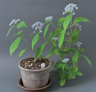 はじめての【ヤマアジサイ鉢栽培】花が終わったらいつ剪定？どこで切る？挿し木で株を増やすには？（サムネイル画像3）