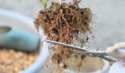 次の開花に差が出る！【鉢植えのヤマアジサイ】の植えかえのタイミングは？手順を詳しく解説（サムネイル画像16）