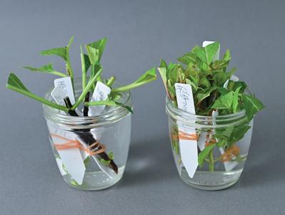 はじめての【ヤマアジサイ鉢栽培】花が終わったらいつ剪定？どこで切る？挿し木で株を増やすには？（サムネイル画像12）