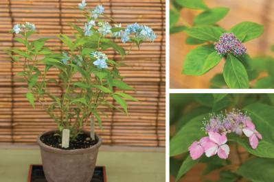 はじめての【ヤマアジサイ鉢栽培】花が終わったらいつ剪定？どこで切る？挿し木で株を増やすには？