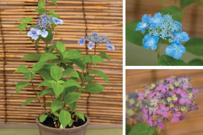 次の開花に差が出る！【鉢植えのヤマアジサイ】の植えかえのタイミングは？手順を詳しく解説