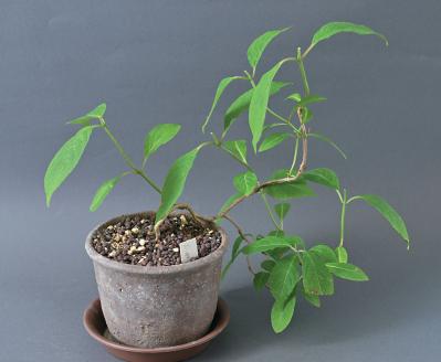 はじめての【ヤマアジサイ鉢栽培】花が終わったらいつ剪定？どこで切る？挿し木で株を増やすには？（サムネイル画像6）
