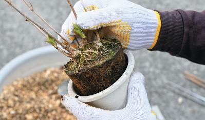 次の開花に差が出る！【鉢植えのヤマアジサイ】の植えかえのタイミングは？手順を詳しく解説（サムネイル画像12）
