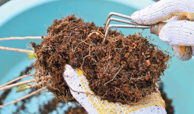 次の開花に差が出る！【鉢植えのヤマアジサイ】の植えかえのタイミングは？手順を詳しく解説（サムネイル画像15）