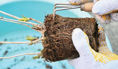 次の開花に差が出る！【鉢植えのヤマアジサイ】の植えかえのタイミングは？手順を詳しく解説（サムネイル画像14）