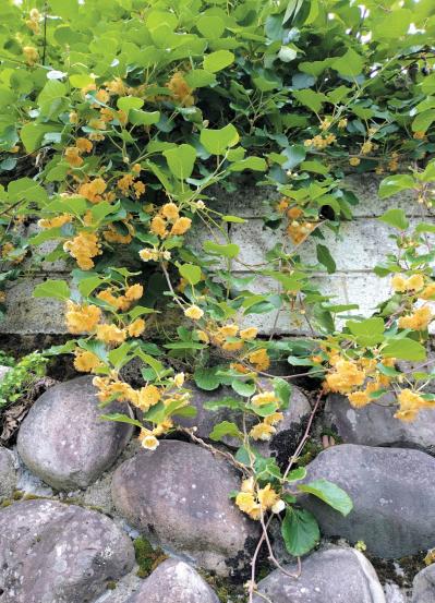 読者の【推し花写真】11選：庭のバラから月下美人、桜までスマホに残した一枚（サムネイル画像2）