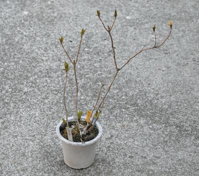 次の開花に差が出る！【鉢植えのヤマアジサイ】の植えかえのタイミングは？手順を詳しく解説（サムネイル画像2）
