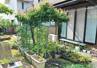 【ヤマアジサイの鉢栽培】夏の管理はここが要点！ 水やり回数と西日対策・風通しの整え方（サムネイル画像6）