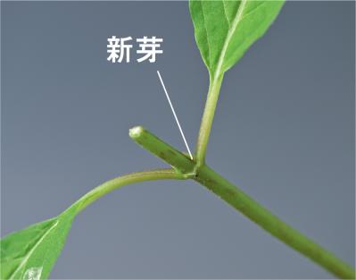 はじめての【ヤマアジサイ鉢栽培】花が終わったらいつ剪定？どこで切る？挿し木で株を増やすには？（サムネイル画像9）