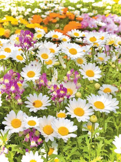 読者の【推し花写真】11選：庭のバラから月下美人、桜までスマホに残した一枚（サムネイル画像10）