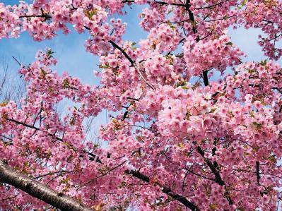 読者の【推し花写真】11選：庭のバラから月下美人、桜までスマホに残した一枚（サムネイル画像11）
