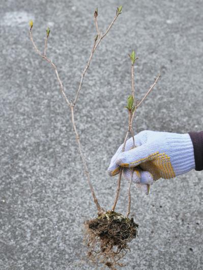 次の開花に差が出る！【鉢植えのヤマアジサイ】の植えかえのタイミングは？手順を詳しく解説（サムネイル画像19）