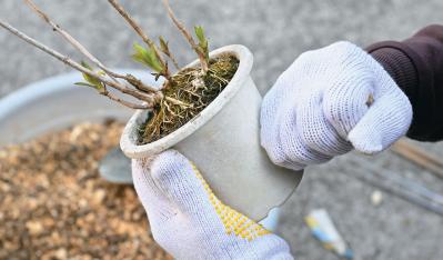 次の開花に差が出る！【鉢植えのヤマアジサイ】の植えかえのタイミングは？手順を詳しく解説（サムネイル画像11）