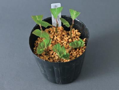 はじめての【ヤマアジサイ鉢栽培】花が終わったらいつ剪定？どこで切る？挿し木で株を増やすには？（サムネイル画像15）