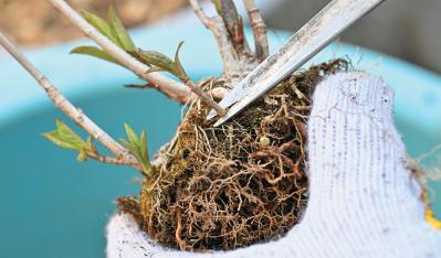 次の開花に差が出る！【鉢植えのヤマアジサイ】の植えかえのタイミングは？手順を詳しく解説（サムネイル画像17）