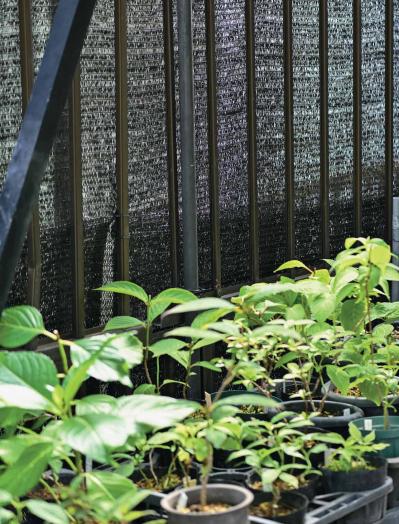 【ヤマアジサイの鉢栽培】夏の管理はここが要点！ 水やり回数と西日対策・風通しの整え方（サムネイル画像4）