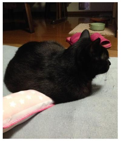 【マンガ・老猫日誌＃92】ある日。異様な空気をまとった桃姐〜思い出の老猫日誌・桃姐と小論（サムネイル画像3）