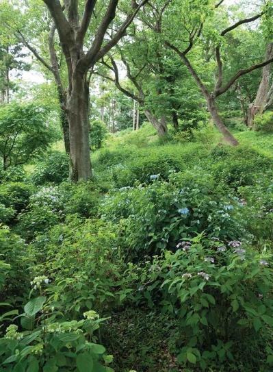 派手じゃないのに心ひかれる！ 鎌倉市・六国見山で見頃を迎える【ヤマアジサイ】の景色と歩き方（サムネイル画像2）
