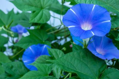 花を並べてもまとまらない…を解決！「高低差」で庭・ベランダを立体的に見せる5つのコツ（サムネイル画像14）