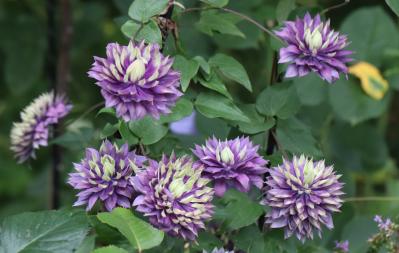 花を並べてもまとまらない…を解決！「高低差」で庭・ベランダを立体的に見せる5つのコツ（サムネイル画像8）