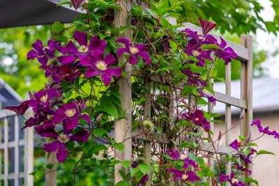 花を並べてもまとまらない…を解決！「高低差」で庭・ベランダを立体的に見せる5つのコツ（サムネイル画像10）
