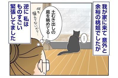 【マンガ・老猫日誌＃84】馴染む桃姐と緊張する私〜思い出の老猫日誌・桃姐と小論（サムネイル画像）