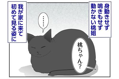 【マンガ・老猫日誌＃93】桃姐のそばに謎の物体が！〜思い出の老猫日誌・桃姐と小論
