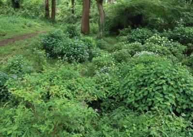 派手じゃないのに心ひかれる！ 鎌倉市・六国見山で見頃を迎える【ヤマアジサイ】の景色と歩き方（サムネイル画像14）