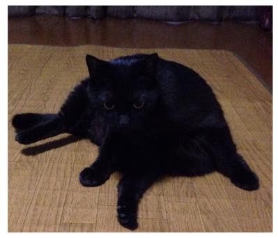 【マンガ・老猫日誌＃94】桃姐のそばにあった意外なもの〜思い出の老猫日誌・桃姐と小論（サムネイル画像3）
